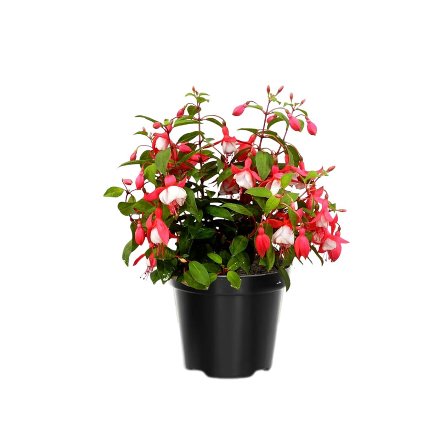 Set 4 Live Fuchsia Plants, 4 to 6 Inc in Height, Red White Fuchsia Live Plants, Fragrant Flower Plants