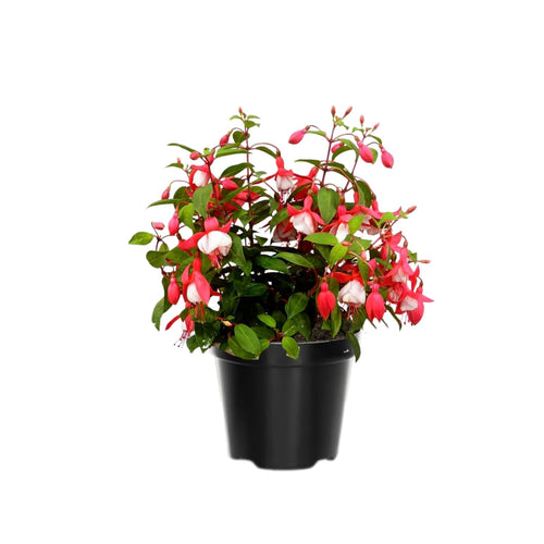 Set 4 Live Fuchsia Plants, 4 to 6 Inc in Height, Red White Fuchsia Live Plants, Fragrant Flower Plants