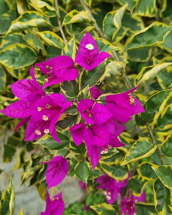 2 Blueberry Ice Bougainvillea Plants Live, Perennial Bougainvillea Flowers Vine, Outdoor Garden Planting 5-9 Inches