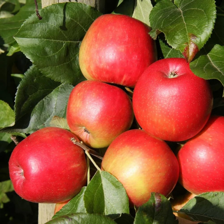 2-3 Feet Apple Tree Live Plant, Honey Crisp Apple Plant Live for Planting, Bareroot Apple Fruit Tree