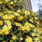 Yellow Jasmine Plant Live, Arabian Jasmine Flowering Vine Plant 4-9 Inch, Climbing Jasmines Well Rooted Houseplant Indoor Outdoor