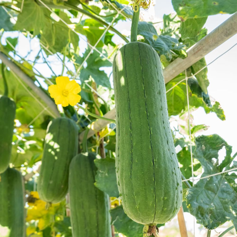 Set 50 Luffa Seed for Planting, Loofah Gourd Seed, Fast Growing Vine for Outdoor Garden, Raised Beds and Containers