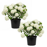 Live Snowball Viburnum Bush 4-7 Inch Tall in 2.5 Inch Pot, White Viburnum Tree, Hardy Flowering Shrub for Landscaping and Garden Borders