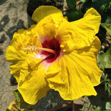 Tropical Yellow Hibiscus Plant Live, Hardy Hibiscus Flowers Colorful Blooms for Outdoor Landscapes, 8-10 Inch Height, Hibiscus Shrubs, No Pot, Well-Rooted
