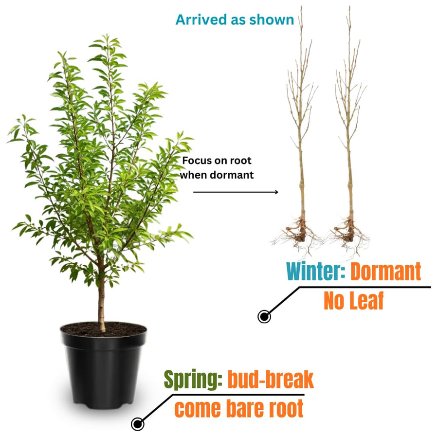 Set of 2 Pecan Trees Live Plants, 6-12 Inches Tall, Pecan Nut Tree Seedlings for Outdoor Garden Planting, No Pot, Dormant in Winter