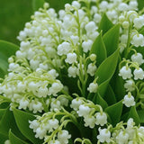 6 Lily of The Valley Roots, Fragrant May Lilies Rhizomes for Early Spring Bloom, Perennial, Cold Hardy, Outdoor Garden