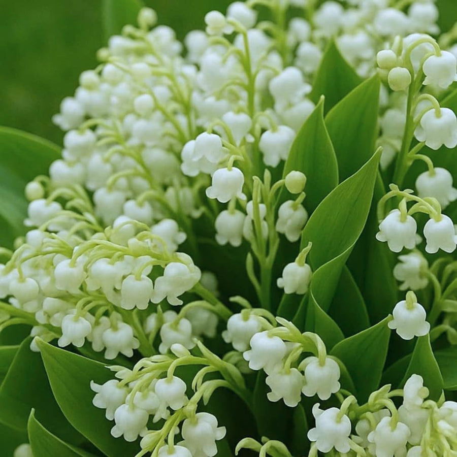 6 Lily of The Valley Roots, Fragrant May Lilies Rhizomes for Early Spring Bloom, Perennial, Cold Hardy, Outdoor Garden