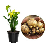3 Yellow Calla Lily Bulbs for Outdoor Planting, Calla Lily Bulbs for Planting, Ornamental Flower Bulbs for Growing