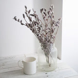 Weeping Pussy Willow Live Plant in 2.5" Pot, 4-8 Inches Tall, Willow Tree, Hardy Shrub for Outdoor Garden, Dormant in Winter