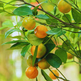 Calamondin Tree Live Plant, Calamansi Plant Live from 3 Feet to 4 Feet Long, Gardening Outdoor