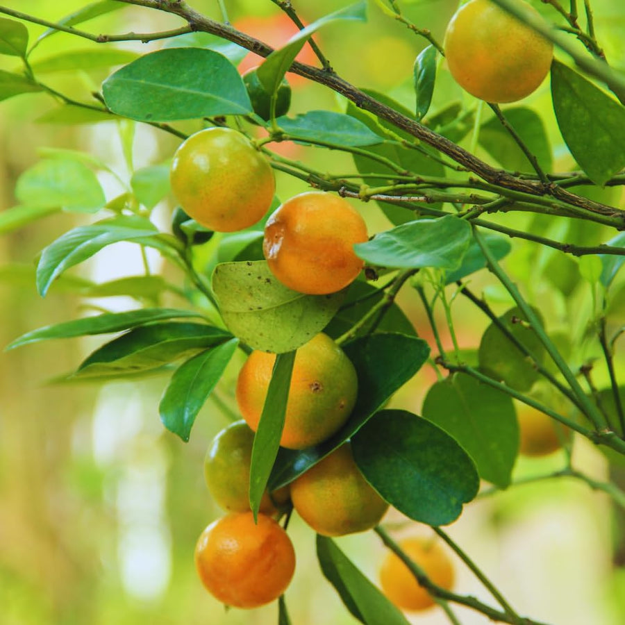 Calamondin Tree Live Plant, Calamansi Plant Live from 3 Feet to 4 Feet Long, Gardening Outdoor