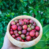 Strawberry Guava Tree Live Plant, Sweet Guava Fruit Tree Potted, 7-10 Inch Tall Ready to Grow Outdoor