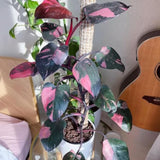 2 Rare Philodendron Live Plants Varieties Collection, Philodendrons Plants Size 5-9 Inc for Indoor Houseplant Décor, Ornamental Tropical Well-Rooted (Pink Princess Philodendron Plants)