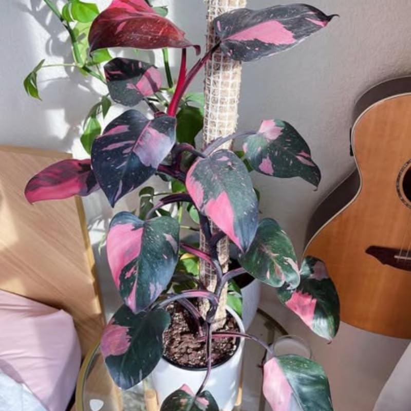 2 Rare Philodendron Live Plants Varieties Collection, Philodendrons Plants Size 5-9 Inc for Indoor Houseplant Décor, Ornamental Tropical Well-Rooted (Pink Princess Philodendron Plants)