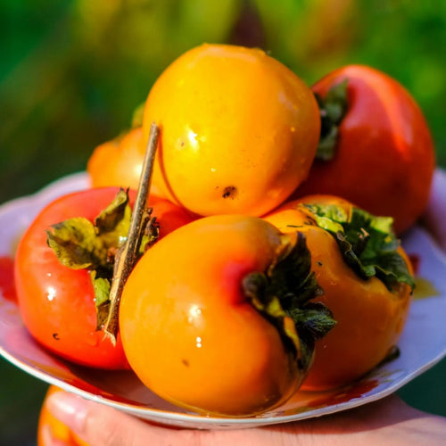 02 Persimmon Trees Live Plants Bare Root, 1–2 Ft Tall Fruit Tree Plants, Hardy Persimmon Trees for Outdoor Garden Growing Spring