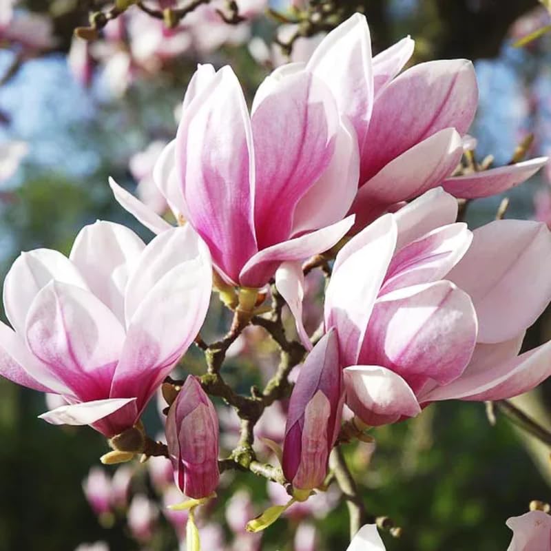 2 Magnolia Trees Live Plant, Fragrant Magnolia Plant Live for Planting Outdoor 6 to 12 Inc Height, Beautiful Magnolia Flowers Tree, Magnolia Flowers, in Pots (Saucer Magnolia)