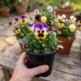 Pansy Live Plant, Pansies Plants Live, Mixed Color Pansies Flower Plants, 4-6 Inc in Height, 4 Inc Pot for Indoor Outdoor Gardening