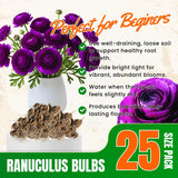 25 Purple Large Ranunculus Bulbs for Planting, Ranunculus Corms, Buttercup Flower Bulbs Spring Fall Growing