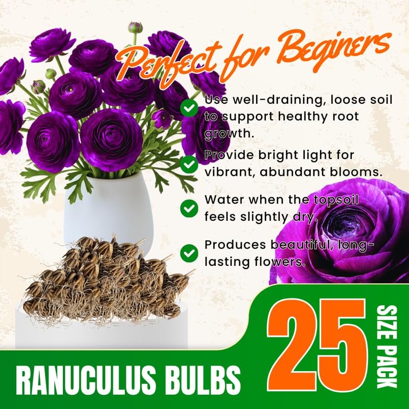 25 Purple Large Ranunculus Bulbs for Planting, Ranunculus Corms, Buttercup Flower Bulbs Spring Fall Growing