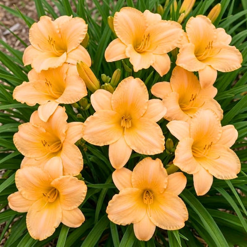 Pack 10 Daylily Bulbs for Planting Spring, Fast Blooming Hardy Perennial Lily Bare Roots for Outdoor Growing (Apricot Day Lily)