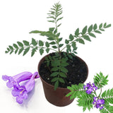 Blue Jacaranda Tree Live Plant, Flowering Jacaranda Mimosifolia 8–10 Inches Tall, Ornamental Outdoor Tree with Blue Purple Blooms