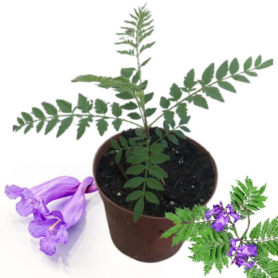 Blue Jacaranda Tree Live Plant, Flowering Jacaranda Mimosifolia 8–10 Inches Tall, Ornamental Outdoor Tree with Blue Purple Blooms