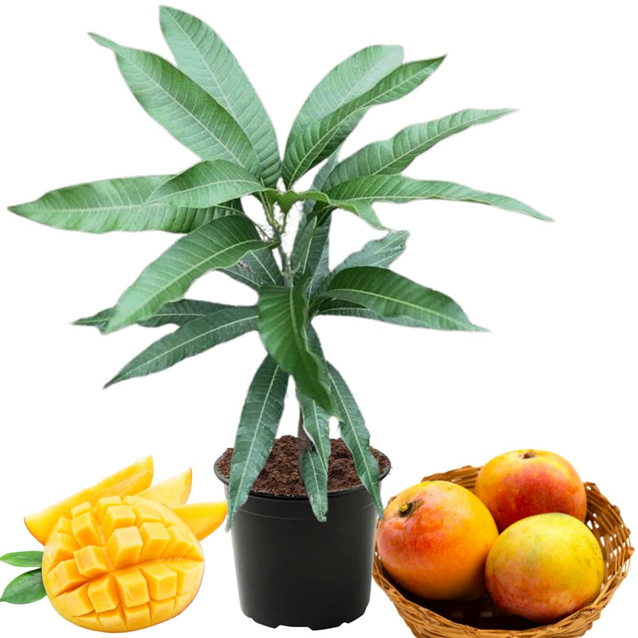 1 Year Old Mango Tree Live Plant Seedling in Pot, Yellow Red Color Mango Plant Live, 10 Inc to 16 Inches Tall Mango, Sweet