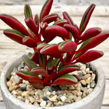 Peperomia Live Plant in 4" Pot, Easy-Care Indoor Trailing Houseplant Succulent Live (Ruby Peperomia)