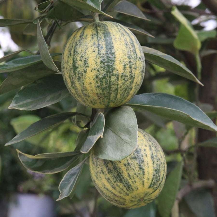 Lemon Tree Live Plant, 3-4 Feet Tall, Well Rooted Grafted Citrus Tree, Live Fruit Trees, Easy Care, Low Maintenance (Pink Variegated Lemon Tree)