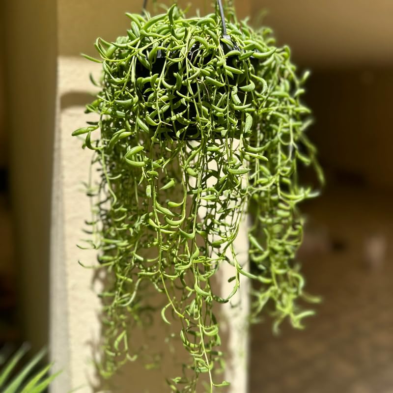 String of Bananas Live Plant in 4 Inch Pot, Live Trailing Succulent String of Bananas Plants, Succulents Plant for Indoor Décor, Easy Car
