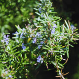 Rosemary Plant Live in Pot, Live Rosemary Plant, Fragrant Herb, 12 Inches Tall