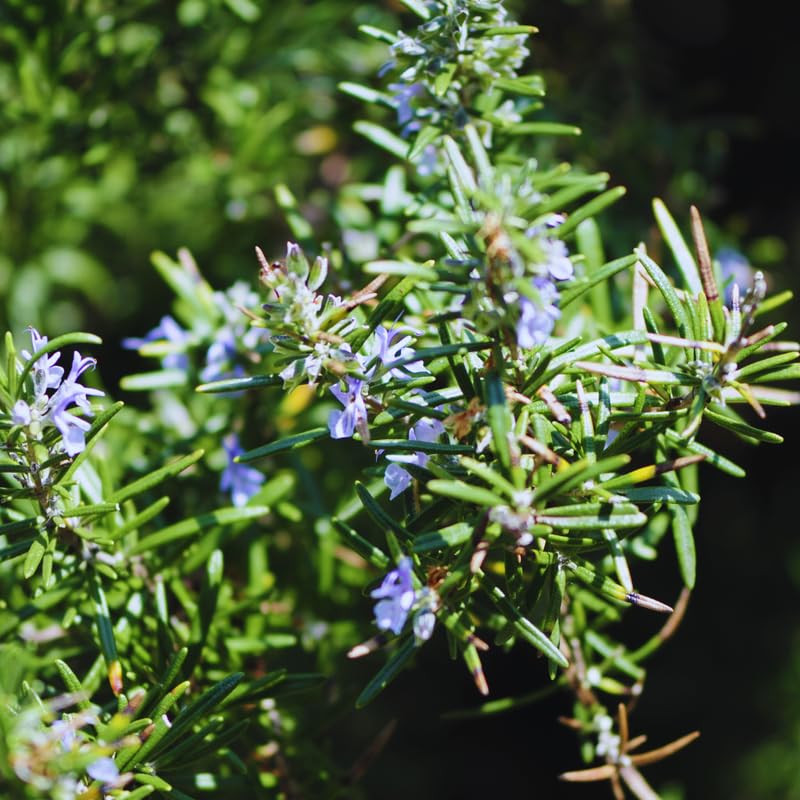 Rosemary Plant Live in Pot, Live Rosemary Plant, Fragrant Herb, 12 Inches Tall