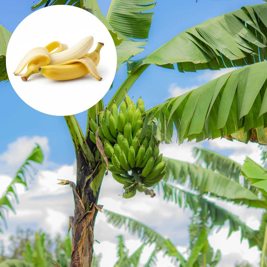 Dwarf Cavendish Banana Tree, 2-3 Feet Tall, Compact Banana Fruit Tree for Container and Garden Planting