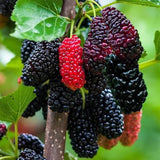 Dwarf Mulberry Plant Live for Planting 6 to 10 Inch Tall, in 3.5" Pot, Everbearing Mulberry Trees, Sweet Mulberry Fruit Plants Home Garden