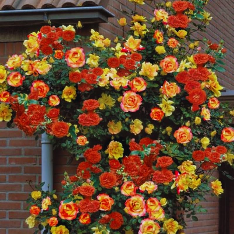Yellow Orange Climbing Rose Live Plant, Fragrant Climber Rose for Garden, Hybrid Tea Roses Bushes, Establish Root, Cut Back