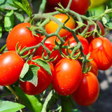 Lot 4 Tomato Plants Live for Planting Outdoors, Large and Juicy Tomatoes, Well Rooted, 6 to 8 Inch - Plum Tomato