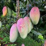 Grafted Mango Tree Live, 2 Feet Tall, Tropical Pride Mango Fruit Tree for Outdoor Planting