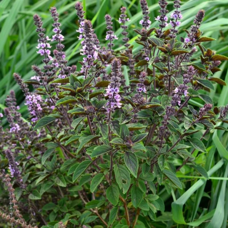 African Blue Basil Plant Live, 4 to 6 Inch Tall Herb Plant, Fragrant Leaves Basils Live Plants Potted