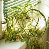Curly Spider Plant Live, Variegated Spider Plant, 5-7 Inches Tall for Planting