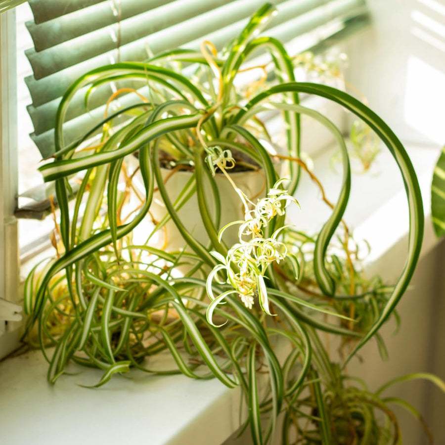 Curly Spider Plant Live, Variegated Spider Plant, 5-7 Inches Tall for Planting