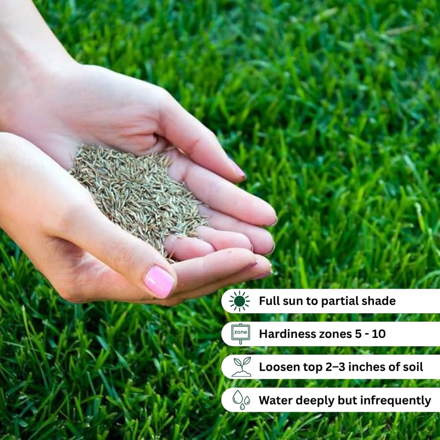 Set 20000 Zoysia Grass Seeds, Zoysia Grass Seed for Lawn, Soft Fine Ground Cover for Landscape, Yard and Walkway