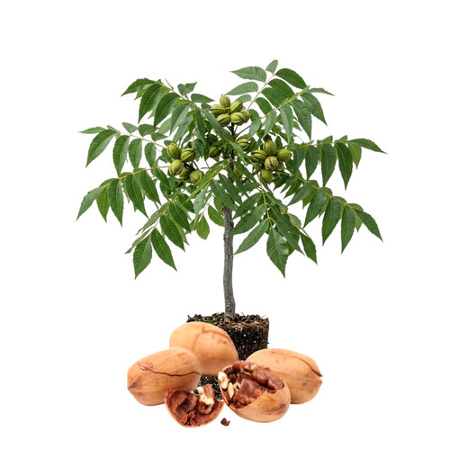 Pecan Tree Live Plant, 10-12 Inches Tall, Edible Nut Tree, Pecan Tree Seedling for Outdoor Planting, Ready to Grow