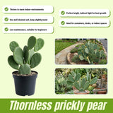 Thornless Prickly Pear Cactus Plants Live, Potted Prickly Pear Cactus Plant, 4-6 Inc Tall, Easy Care Succulent Plants for Indoor Outdoor Garden Growing