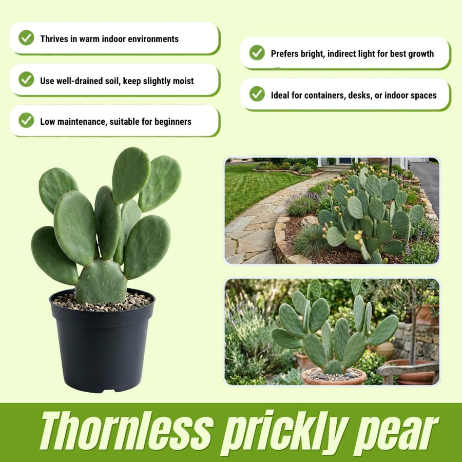Thornless Prickly Pear Cactus Plants Live, Potted Prickly Pear Cactus Plant, 4-6 Inc Tall, Easy Care Succulent Plants for Indoor Outdoor Garden Growing