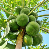 Papaya Plant Live, Papaya Seedling Live Plant, 4-8'' Tall, Well-Rooted, Sweet Fruit Tree for Outdoor Landscape