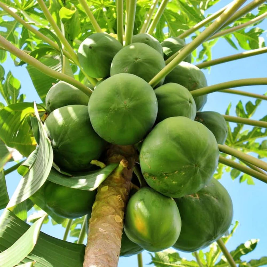 Papaya Plant Live, Papaya Seedling Live Plant, 4-8'' Tall, Well-Rooted, Sweet Fruit Tree for Outdoor Landscape