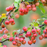 2 Dolgo Crabapple Plants Live, Crabapple Trees Live Plants for Planting 1.5 to 2 Feet Height, White Flowering Crabapple Live Plant