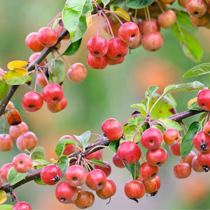 2 Dolgo Crabapple Plants Live, Crabapple Trees Live Plants for Planting 1.5 to 2 Feet Height, White Flowering Crabapple Live Plant