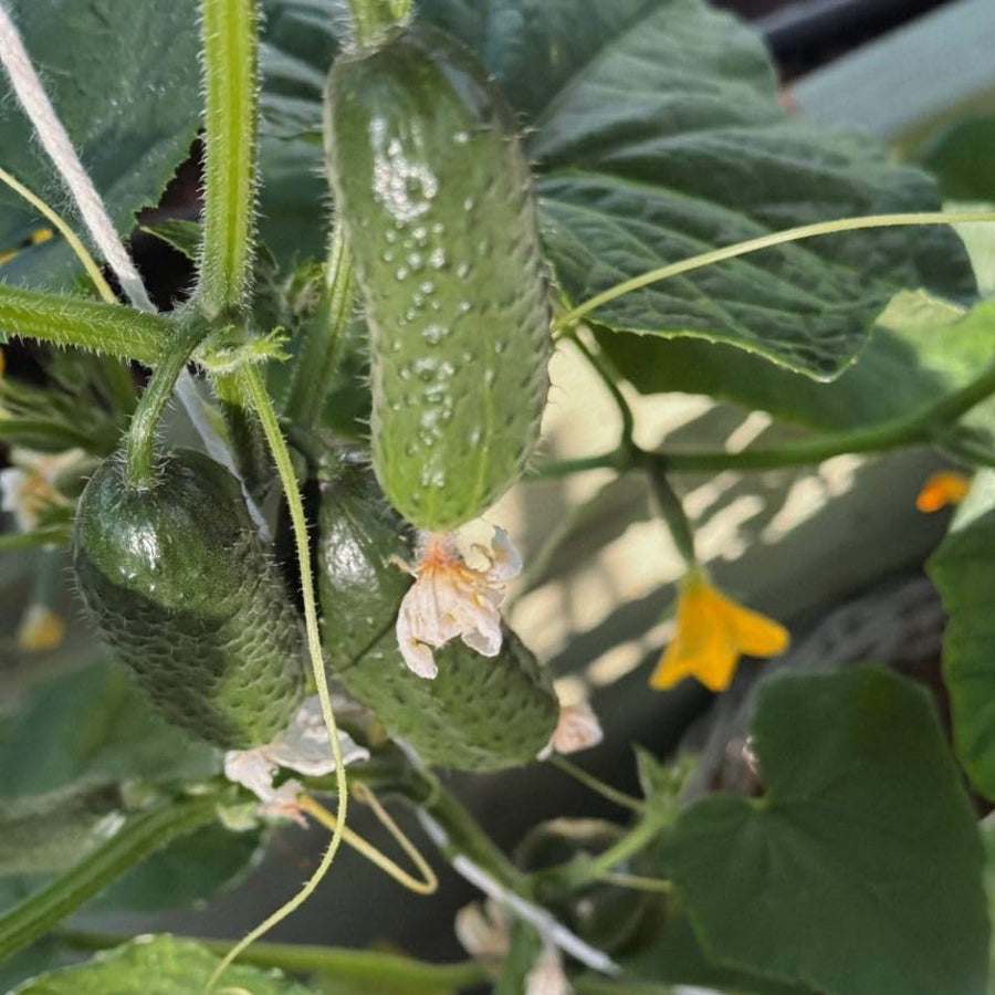 Pack of 60 Green Cucumber Seeds, Cucumber Seeds for Garden, Vegetable Planting Seed