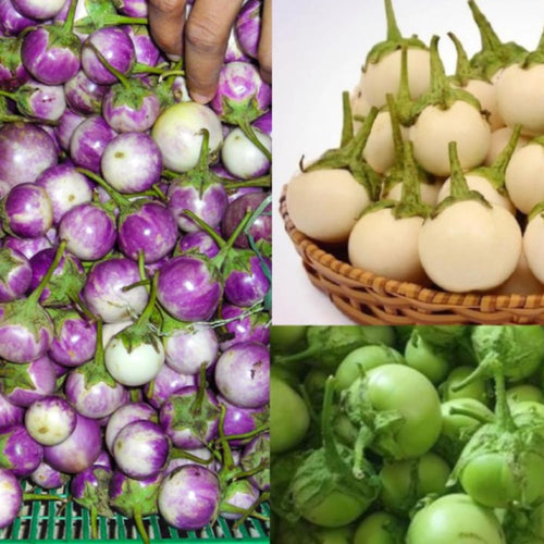 Pack of 100 Mixed Eggplant Seeds for Planting, Assorted Eggplant Vegetable Seeds for Outdoor Gardening, Suitable for Home Garden Beds, Raised Beds, or Containers